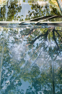 Reflection of trees in lake