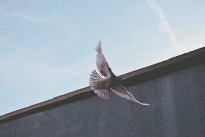 Low angle view of seagull flying against sky