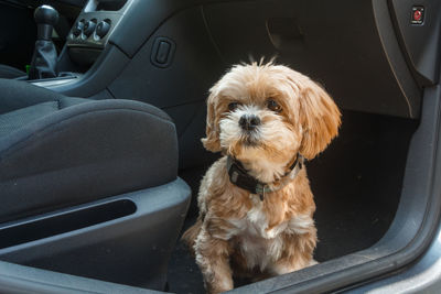 Dog sitting in car