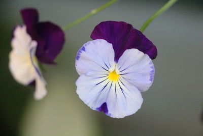 Close-up of purple iris flower