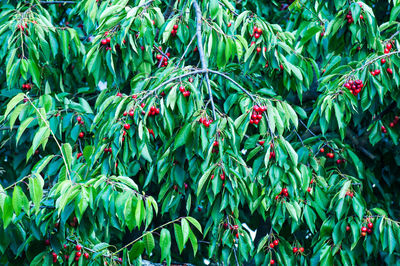 Full frame shot of plants