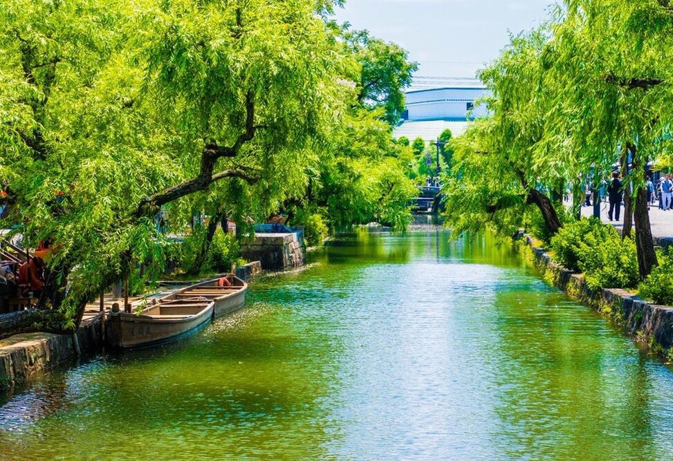 REFLECTION OF TREES IN WATER