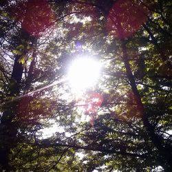 Low angle view of trees against sky