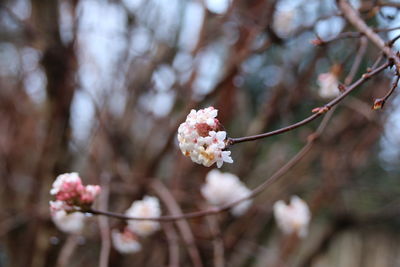 Close-up of pink cherry blossoms in spring