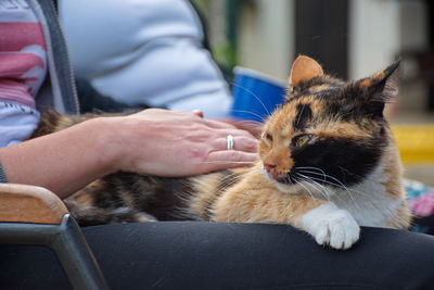 Portrait of the domestic cat resting in a woman's lap