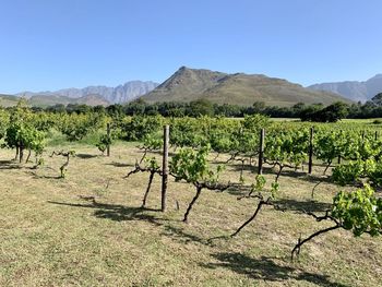 Scenic view of vineyard against clear sky