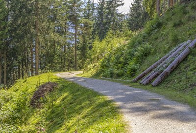 Road amidst trees in forest