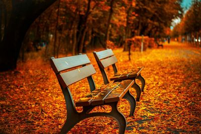 Empty bench in park during autumn