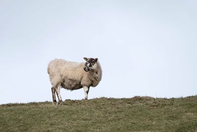 Single sheep standing on horizon in field 