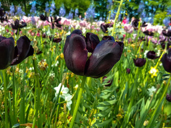 Close-up of flowering plants on field