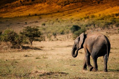 View of horse in field