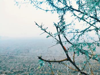 Tree against sky during winter