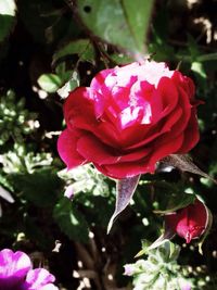 Close-up of pink rose blooming outdoors