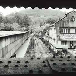 Panoramic view of pigeons on tree against sky
