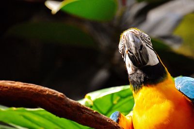 Close-up of bird perching on railing