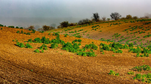 Scenic view of field against sky