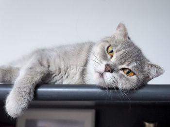 Portrait of scottish fold cat relaxing on shelf