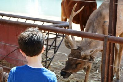 Rear view of boy standing by deer in zoo