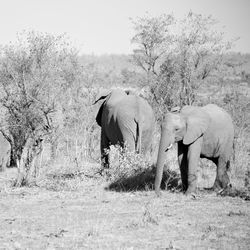 View of elephant on field against sky