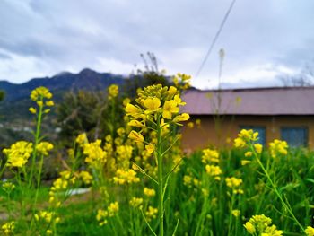 Close-up of yellow flowering plants on field against sky