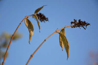 Close-up of wilted plant against clear blue sky
