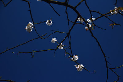 Low angle view of cherry blossoms against blue sky