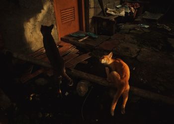 High angle view of cat relaxing on floor