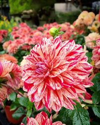 Close-up of pink flowering plant