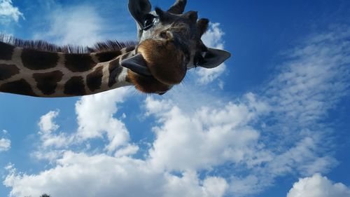 Low angle view of giraffe against sky