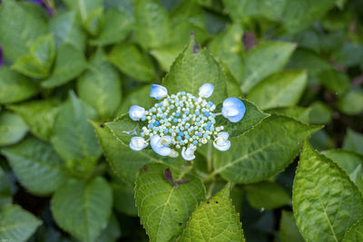 Close-up of plant