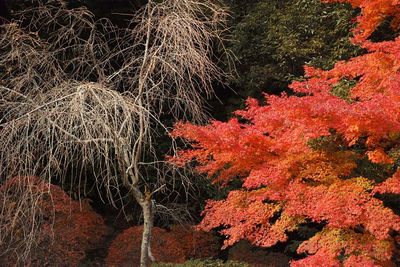 Close-up of trees in forest during autumn