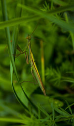 Close-up of insect on grass