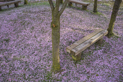 Purple flowers growing in field