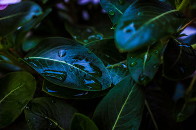 Close-up of raindrops on leaves