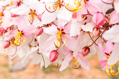 Close-up of pink cherry blossoms