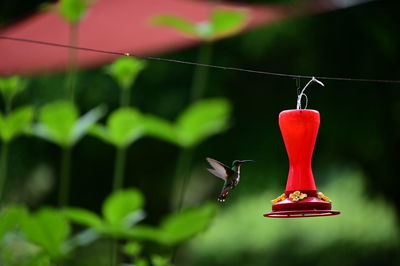 Close-up of red bird feeder