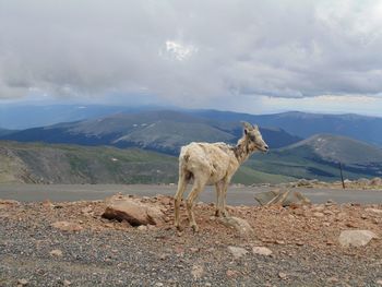View of a horse on mountain against sky