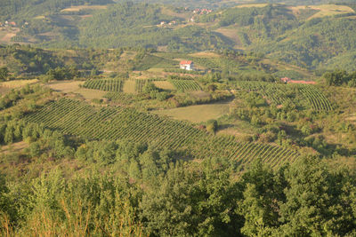 High angle view of agricultural field