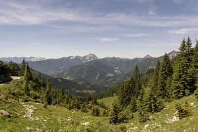 Pine trees on mountains against sky