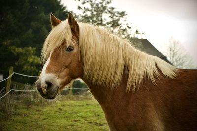 Horse standing in ranch