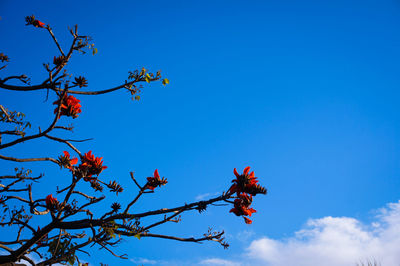 Low angle view of flower tree against blue sky