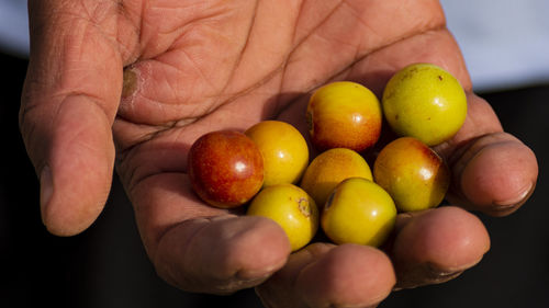 Close-up of hand holding fruits