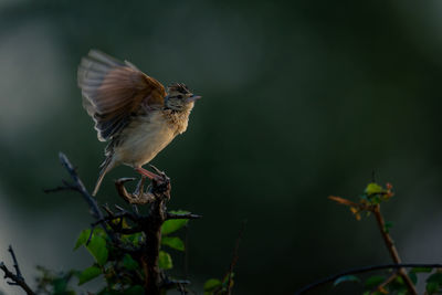 Close-up of bird perching on branch