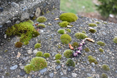 moss