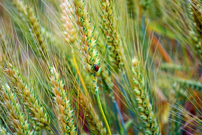 Close-up of ladybug on wheat plant