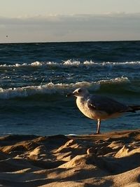 Seagull on a beach