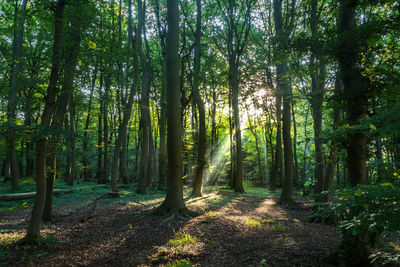 Trees in forest