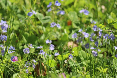 Close-up of purple flowering plants on field