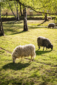 Sheep grazing in a field