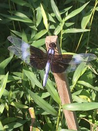 Close-up of dragonfly on plant